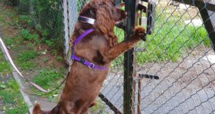 Sniffer dogs detect hidden data devices