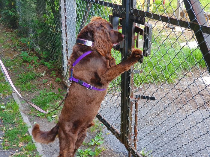 Sniffer dogs detect hidden data devices