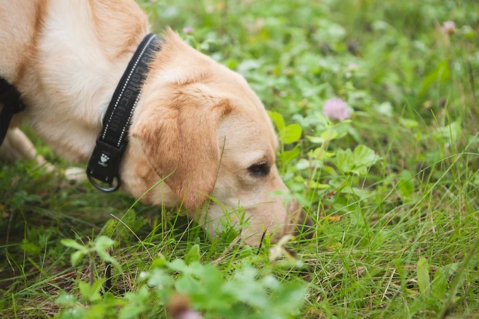 Sniffer dogs detect hidden data devices
